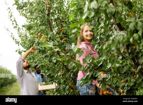 Co-workers at the fruit farm after picking harvest Stock Photo - Alamy