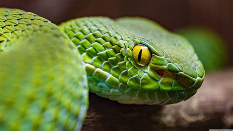 Snake 4K Ultra HD Wallpapers - Top Free Snake 4K Ultra HD Backgrounds ...