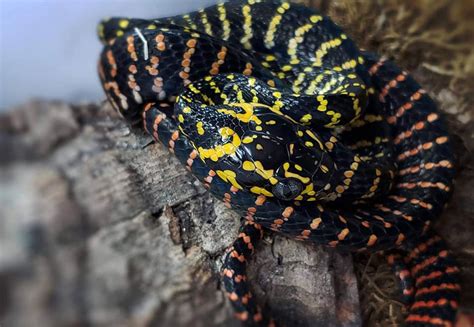 2.0 Boiga dendrophila gemmicincta – Northern Lights Reptile Imports