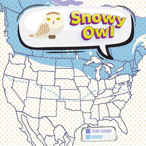 Snowy Owl - Bird Watching Academy