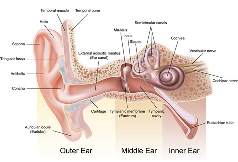 What is Vestibular Physiotherapy? – Thompsons Road Physiotherapy