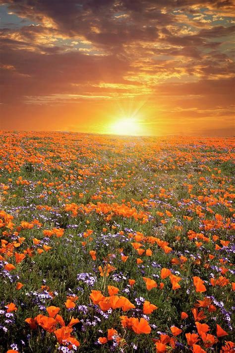 Poppies High Desert Wildflower Sunset by Lynn Baue Beautiful Sunset ...