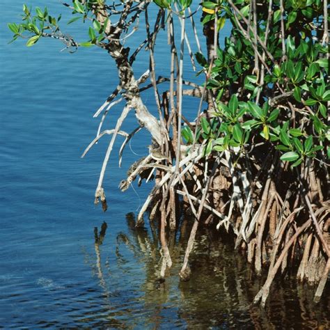 Animals in the Mangrove Ecosystem | Sciencing