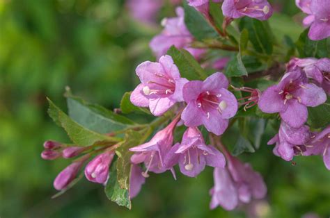 Weigela Bush: Plant Care & Growing Guide