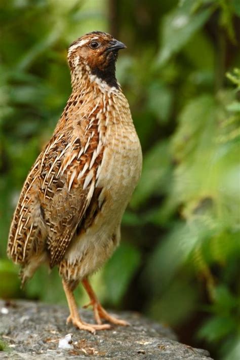 5 of The Most Common Quail Breeds for Homesteaders and Which is Right for You