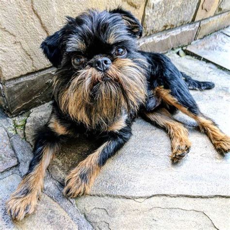 14 Adorable Photos of Brussels Griffon Dogs