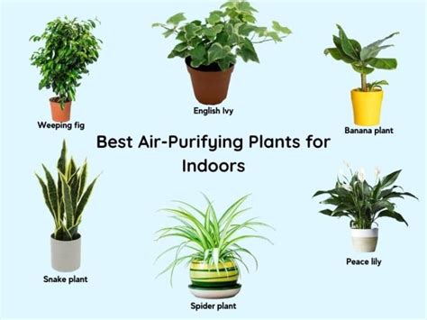 11 Best Air Purifying Plants for Indoors (Low Light Bedroom, Bathroom) | Gardenine