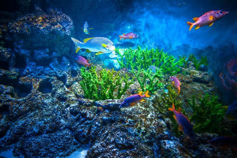 Singapore aquarium stock photo. Image of ocean, israel - 54087570