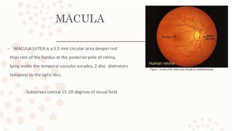 Macular function test