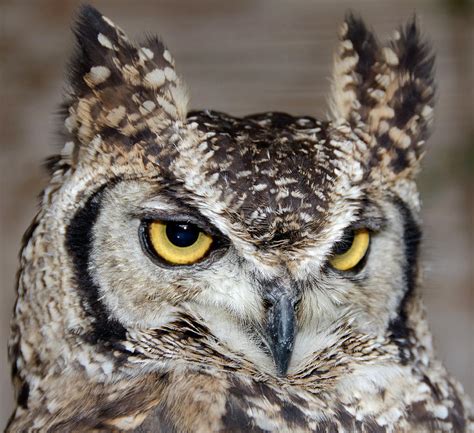 Spotted Eagle Owl Or African Eagle Owl Photograph by Nigel Downer - Pixels