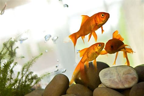 Common Goldfish Diseases: How to Identify and Treat Them