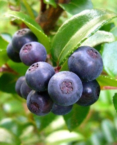 Huckleberry - Evergreen, large berry - My Edible Landscape | Edible landscaping, Fruit garden ...