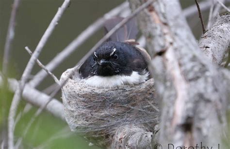 Willy Wagtail – nesting – Ausemade