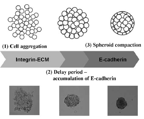 Forming Compact Spheroids – faCellitate