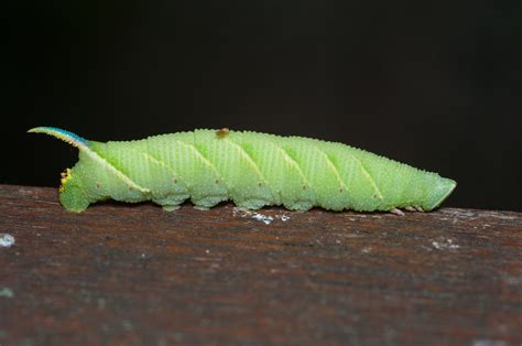 Lime Hawk Moth Caterpillar | Will George | Flickr