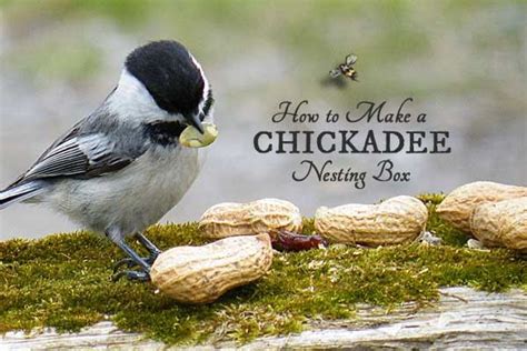 GARDEN Art DIY: Make a Chickadee Nesting Box