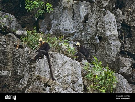 Golden-headed langur, Cat Ba langur, Golden-headed langurs, Cat Ba langurs, endangered species ...