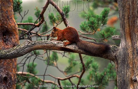 Eurasian Red Squirrel stock photo - Minden Pictures