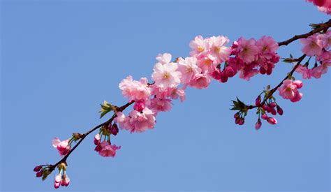 Pink Blossom Flowers Free Stock Photo - Public Domain Pictures