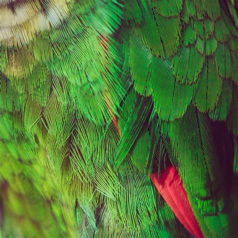 Exotic feathers :: Behance