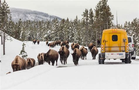 Winter Packages | Yellowstone National Park Lodges | National park lodges, National parks, Teton ...