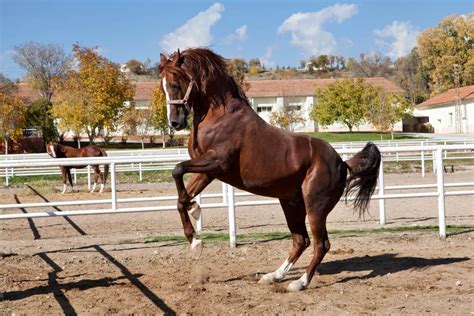 Why Your Horse Is Rearing And What To Do About It