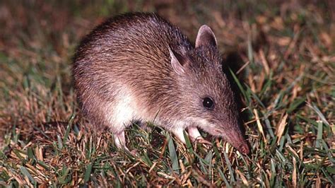 Endangered bandicoots ‘no longer surviving’ in inner west habitat zones ...