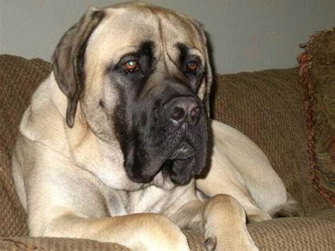 American Mastiff Puppy For Sale