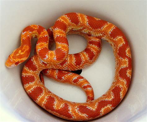 I like animals - An amelanistic or “Red Albino” cornsnake