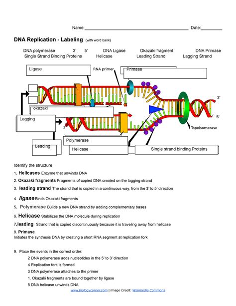 Copy of DNA Replication - Labeling 1 - Name:____________________________________________ - Studocu