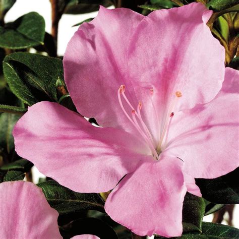 Encore Azalea 3 Gal. Autumn Sweetheart - Pink Re-Blooming Compact Evergreen Shrub-80623 - The ...