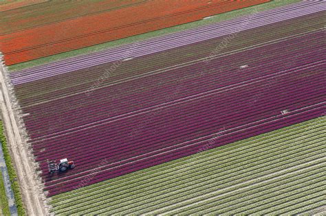 Aerial view of tulip fields - Stock Image - F021/2643 - Science Photo ...