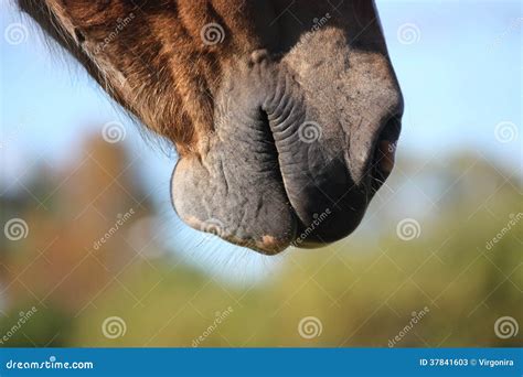 Close up of horse nose stock image. Image of portrait - 37841603