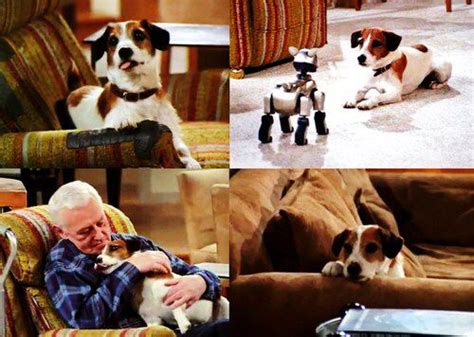 Frasier dog, Jack russell, Animal antics