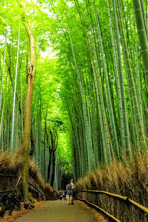 Find your inner zen at Arashiyama’s Sagano Bamboo Forest, Kyoto – Unusual Places