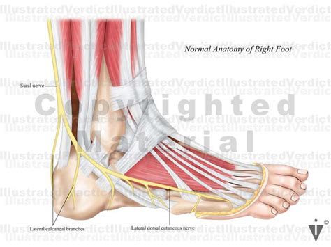 Stock Ankle: Normal Anatomy — Illustrated Verdict