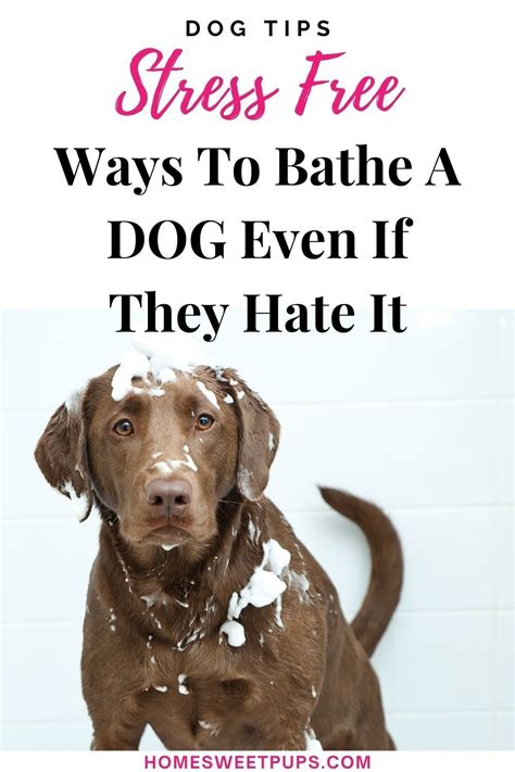 11 Tips on How To Bathe Your Dog at Home Easily - Home Sweet Pups | Dogs, Dog bath, Smelly dog