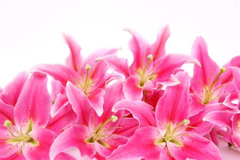 Stargazer Lily Meaning & Symbolism: 5 Important Interpretations - Petals And Hedges