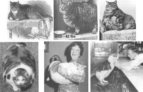 FELINE MEDICAL CURIOSITIES: DWARF CATS, GIANT CATS, FAT CATS