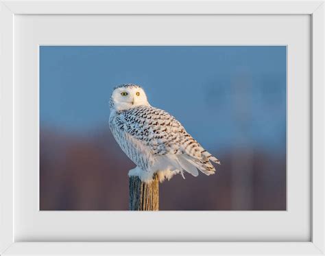 Owl Photography, Snowy Owl, Limited Edition Bird Photography, Owl Photography, Fine Art Print ...