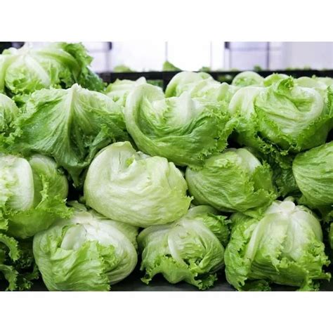 LETTUCE ROMANIA ( Vraj Agri Seeds India) at Rs 7000/kg | Lettuce Seeds ...