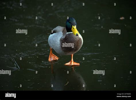 Canal Towpath Wildlife High Resolution Stock Photography and Images - Alamy