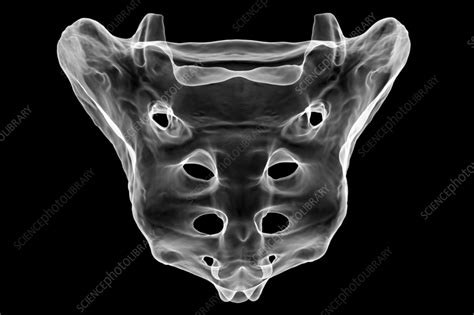 Sacrum bone, illustration - Stock Image - F037/6944 - Science Photo Library