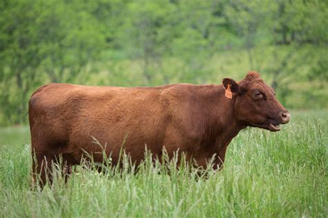 Red Devon Cattle - The Livestock Conservancy