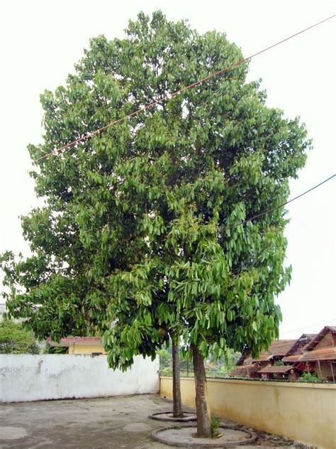 Polynesian Produce Stand : Cassia CINNAMON Tree LIVE SPICE TREE Plant ...