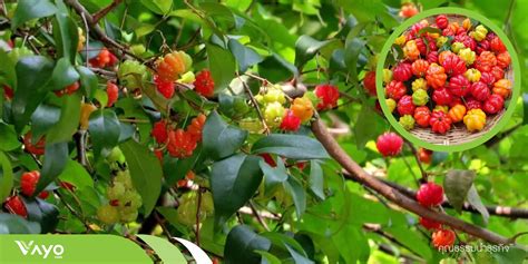 มะยมแดง หรือ มะยมฝรั่ง,เชอร์รี่สเปน,มะยมหวาน,หมักยม,หมากยม,ยม (Phyllanthus Acidus (L.) Skeels ...