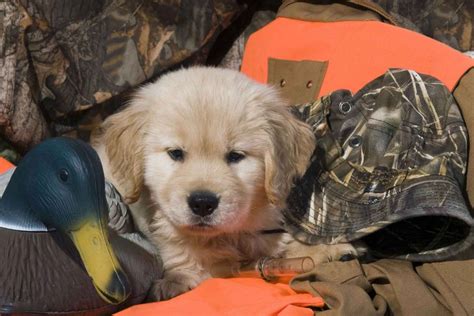 Hunting Dog Profile: The Happy, People-Pleasing Golden Retriever | GearJunkie