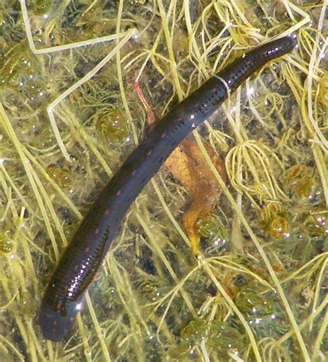 Bug o’the Week – Leeches, revisited – Riveredge Nature Center