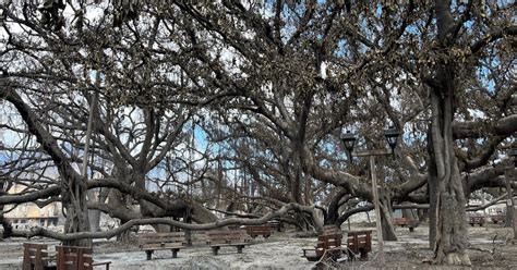 Lahaina’s Historic Banyan Tree Is Scarred, but Standing - The New York ...