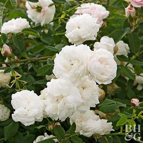 The Most Fragrant Roses for Your Garden | Better Homes & Gardens